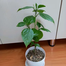 Китайская роза