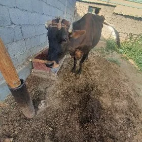 göleli sygyr