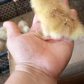 gak gak
