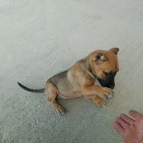 pidbull