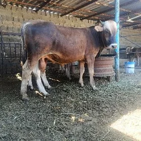 şwes okuz baklan
