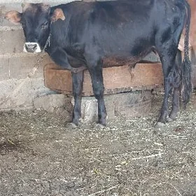şwes öküz