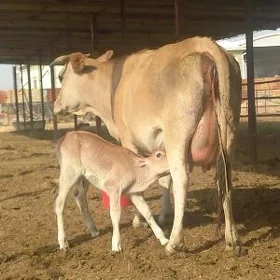 göleli.