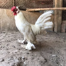karlyk