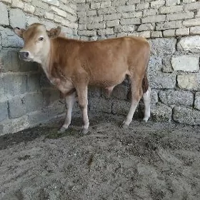 ARASSA  OKŪZ  TOHUM