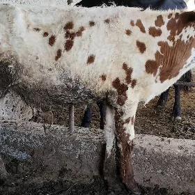 Öküz
