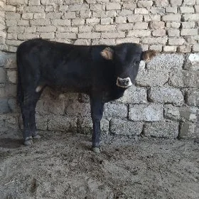 OKÜZ ARASSA ŞWES TOHUM
