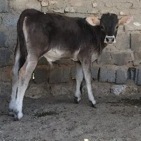 ŞWES OKÜZ ARASSA TOHUM
