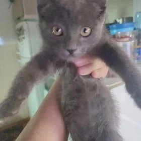 Котёнок девочка