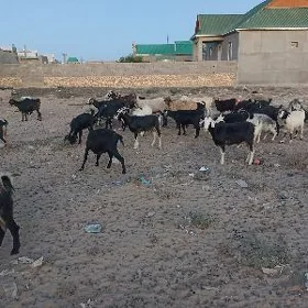 Geci
