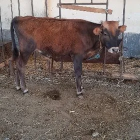 şwes öküz