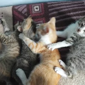 котята