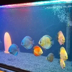 aquael akwarium аквариум