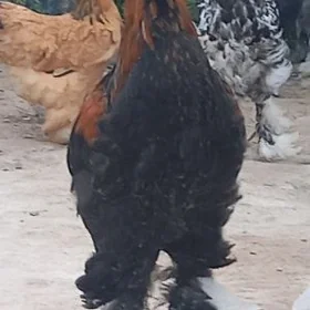 brama