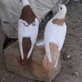 kepderi