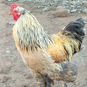 brama towuk yumurtga