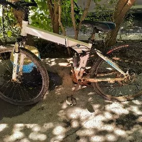 olen tigit