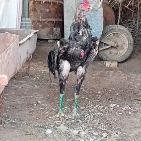 horaz