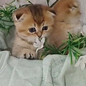 Шотландские Шиншилла
