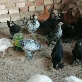 bolgar juyje
