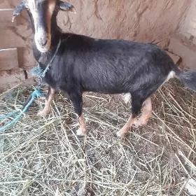 baklyk geci