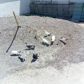 Kepderi