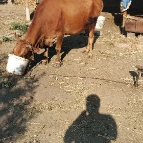 SYGYR