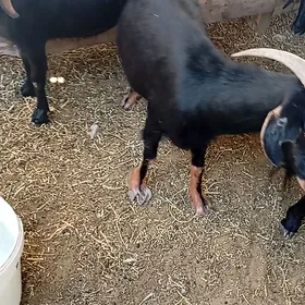 geci