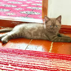 pişik çaga