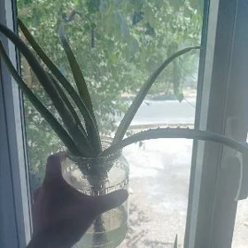 aloe