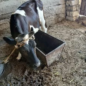sygyr tohumlyk
