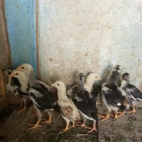 Taşkent juyjeler