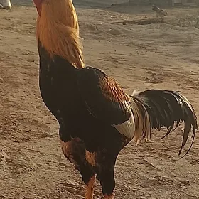 Baysok horaz