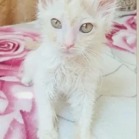 pişik котята