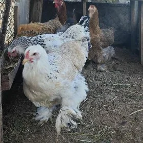 Brama towuk