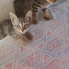 Кошки