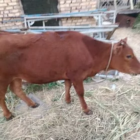 sygyr