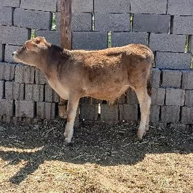 Okizce