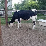Bogaz tüwe