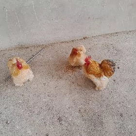 кокика