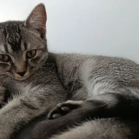 Котёнок