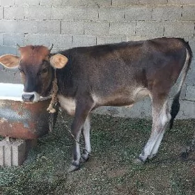 tuwe