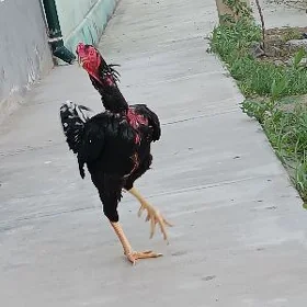 Taşkent