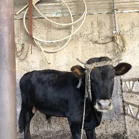 ökuz