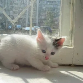 котята