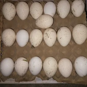 INDUK ýumurta