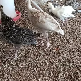 Iki aýlyk induk jüje