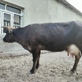Goleli sygyr