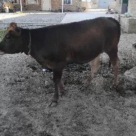 tûwe