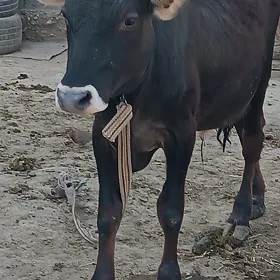 ŞWES  ÖKÜZ